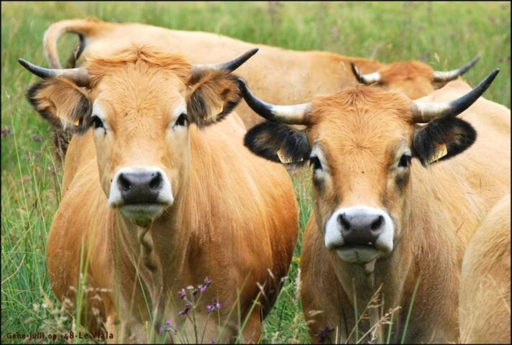 Lozere Aubrac Margeride Promo Διαμέρισμα Saint-Alban-sur-Limagnole Εξωτερικό φωτογραφία