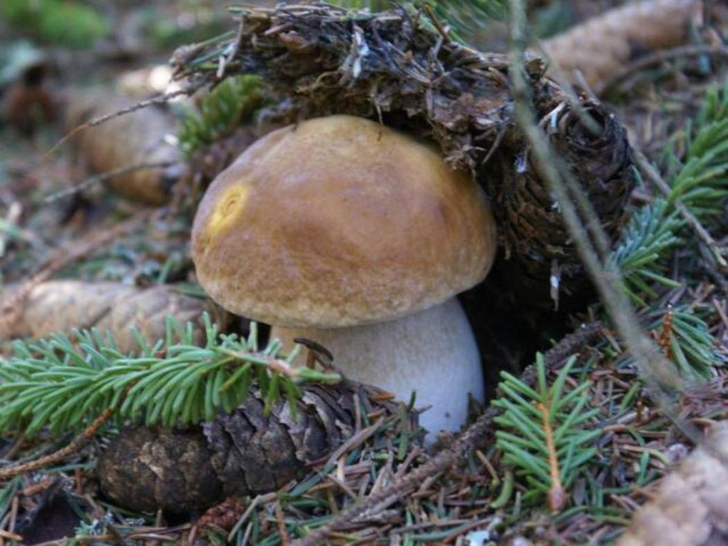 Lozere Aubrac Margeride Promo Διαμέρισμα Saint-Alban-sur-Limagnole Εξωτερικό φωτογραφία